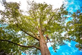 Best Tree Maintenance Programs  in Nashville, TN