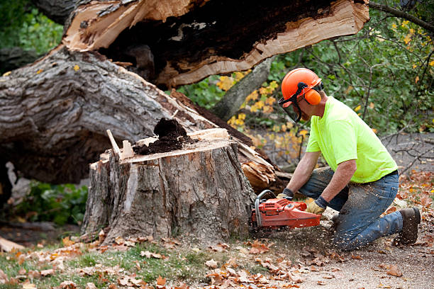 How Our Tree Care Process Works  in  Nashville, TN